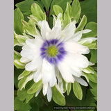 Perennials ~ Anemone nemorosa 'Bracteata Pleniflora', Wood Anemone or Windflower ~ Dancing Oaks Nursery and Gardens ~ Retail Nursery ~ Mail Order Nursery