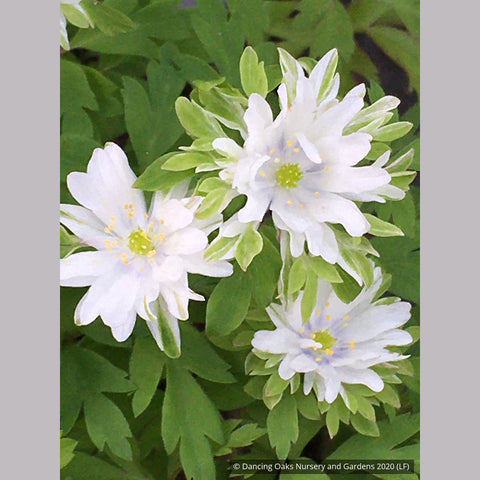 Perennials ~ Anemone nemorosa 'Bracteata Pleniflora', Wood Anemone or Windflower ~ Dancing Oaks Nursery and Gardens ~ Retail Nursery ~ Mail Order Nursery