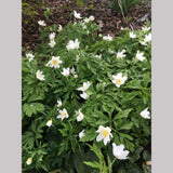 Perennials ~ Anemone nemorosa 'Leed's Variety', Wood Anemone ~ Dancing Oaks Nursery and Gardens ~ Retail Nursery ~ Mail Order Nursery