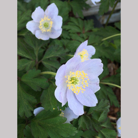 Perennials ~ Anemone nemorosa 'Parlez Vous', Wood Anemone or Windflower ~ Dancing Oaks Nursery and Gardens ~ Retail Nursery ~ Mail Order Nursery