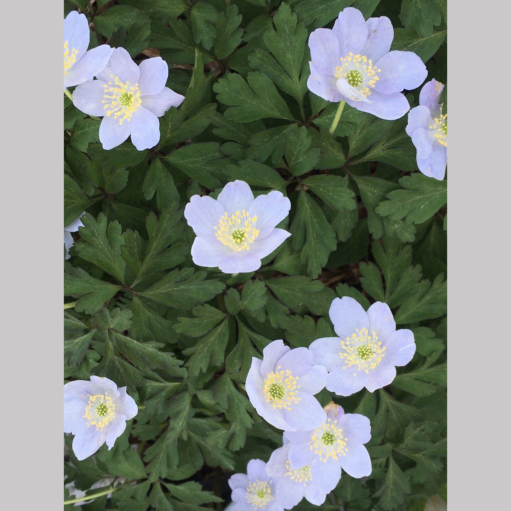 Anemone nemorosa 'Parlez Vous', Wood Anemone or Windflower