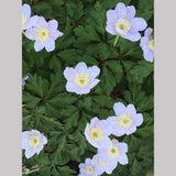 Perennials ~ Anemone nemorosa 'Parlez Vous', Wood Anemone or Windflower ~ Dancing Oaks Nursery and Gardens ~ Retail Nursery ~ Mail Order Nursery