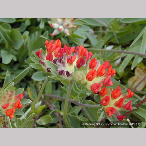 Perennials ~ Anthyllis vulneria ssp coccinea, Kidney Vetch ~ Dancing Oaks Nursery and Gardens ~ Retail Nursery ~ Mail Order Nursery