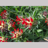 Perennials ~ Anthyllis vulneria ssp coccinea, Kidney Vetch ~ Dancing Oaks Nursery and Gardens ~ Retail Nursery ~ Mail Order Nursery