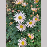 Perennials ~ Chrysanthemum 'Apricot' ~ Dancing Oaks Nursery and Gardens ~ Retail Nursery ~ Mail Order Nursery