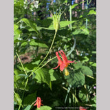 Aquilegia formosa, Western Red Columbine