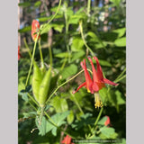 Aquilegia formosa, Western Red Columbine