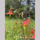 Aquilegia formosa, Western Red Columbine