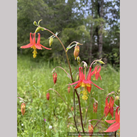 Aquilegia formosa, Western Red Columbine