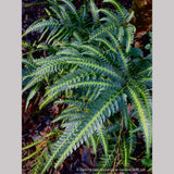 Ferns ~ Arachniodes simplicior 'Variegata', Indian Holly Fern ~ Dancing Oaks Nursery and Gardens ~ Retail Nursery ~ Mail Order Nursery