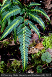 Ferns ~ Arachniodes simplicior 'Variegata', Indian Holly Fern ~ Dancing Oaks Nursery and Gardens ~ Retail Nursery ~ Mail Order Nursery