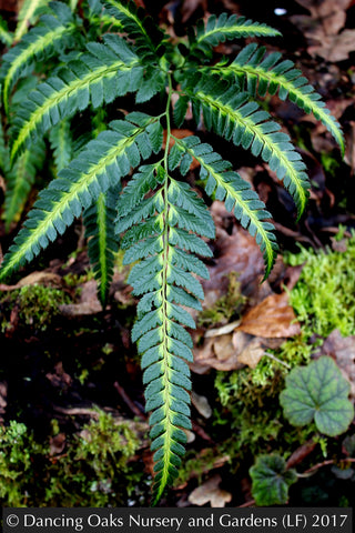 Ferns ~ Arachniodes simplicior 'Variegata', Indian Holly Fern ~ Dancing Oaks Nursery and Gardens ~ Retail Nursery ~ Mail Order Nursery