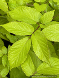 Aralia cordata 'Sun King', Japanese Spikenard
