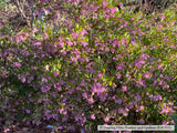 Shrubs ~ Arctostaphylos x 'Sonoma', Manzanita ~ Dancing Oaks Nursery and Gardens ~ Retail Nursery ~ Mail Order Nursery