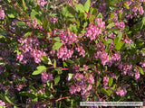 Shrubs ~ Arctostaphylos x 'Sonoma', Manzanita ~ Dancing Oaks Nursery and Gardens ~ Retail Nursery ~ Mail Order Nursery