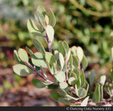 Shrubs ~ Arctostaphylos silvicola 'Ghostly', Santa Cruz Manzanita ~ Dancing Oaks Nursery and Gardens ~ Retail Nursery ~ Mail Order Nursery