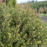 Shrubs ~ Arctostaphylos hookeri 'Ken Taylor', Manzanita ~ Dancing Oaks Nursery and Gardens ~ Retail Nursery ~ Mail Order Nursery