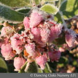 Shrubs ~ Arctostaphylos x densiflora 'Austin Griffiths', Manzanita ~ Dancing Oaks Nursery and Gardens ~ Retail Nursery ~ Mail Order Nursery