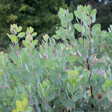 Shrubs ~ Arctostaphylos canescens ssp sonomensis, Manzanita ~ Dancing Oaks Nursery and Gardens ~ Retail Nursery ~ Mail Order Nursery