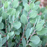 Shrubs ~ Arctostaphylos canescens ssp sonomensis, Manzanita ~ Dancing Oaks Nursery and Gardens ~ Retail Nursery ~ Mail Order Nursery