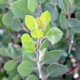 Shrubs ~ Arctostaphylos canescens ssp sonomensis, Manzanita ~ Dancing Oaks Nursery and Gardens ~ Retail Nursery ~ Mail Order Nursery