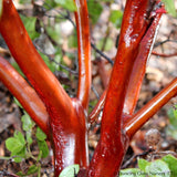 Shrubs ~ Arctostaphylos canescens ssp sonomensis, Manzanita ~ Dancing Oaks Nursery and Gardens ~ Retail Nursery ~ Mail Order Nursery