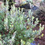 Shrubs ~ Arctostaphylos canescens ssp sonomensis, Manzanita ~ Dancing Oaks Nursery and Gardens ~ Retail Nursery ~ Mail Order Nursery