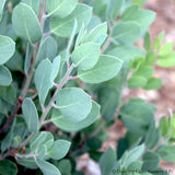 Shrubs ~ Arctostaphylos canescens ssp sonomensis, Manzanita ~ Dancing Oaks Nursery and Gardens ~ Retail Nursery ~ Mail Order Nursery