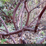 Shrubs ~ Arctostaphylos densiflora 'Sentinel', Manzanita ~ Dancing Oaks Nursery and Gardens ~ Retail Nursery ~ Mail Order Nursery