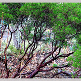Shrubs ~ Arctostaphylos 'Lynne', Manzanita ~ Dancing Oaks Nursery and Gardens ~ Retail Nursery ~ Mail Order Nursery