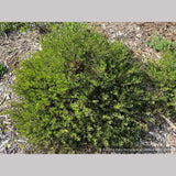 Shrubs ~ Arctostaphylos hookeri 'Ken Taylor', Manzanita ~ Dancing Oaks Nursery and Gardens ~ Retail Nursery ~ Mail Order Nursery