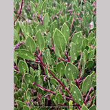 Shrubs ~ Arctostaphylos 'Klamath River' (IB 679), Klamath River Manzanita ~ Dancing Oaks Nursery and Gardens ~ Retail Nursery ~ Mail Order Nursery