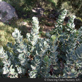 Shrubs ~ Arctostaphylos auriculata 'Knobcone Point', Mt. Diablo Manzanita ~ Dancing Oaks Nursery and Gardens ~ Retail Nursery ~ Mail Order Nursery