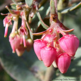 Shrubs ~ Arctostaphylos 'Lester Rowntree', Manzanita ~ Dancing Oaks Nursery and Gardens ~ Retail Nursery ~ Mail Order Nursery