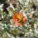 Shrubs ~ Arctostaphylos 'Lester Rowntree', Manzanita ~ Dancing Oaks Nursery and Gardens ~ Retail Nursery ~ Mail Order Nursery