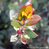 Shrubs ~ Arctostaphylos 'Lester Rowntree', Manzanita ~ Dancing Oaks Nursery and Gardens ~ Retail Nursery ~ Mail Order Nursery