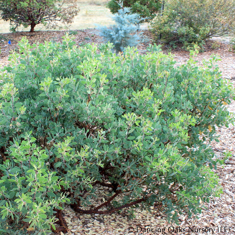Shrubs ~ Arctostaphylos bakeri 'Louis Edmunds', Manzanita ~ Dancing Oaks Nursery and Gardens ~ Retail Nursery ~ Mail Order Nursery