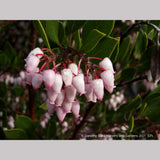 Shrubs ~ Arctostaphylos densiflora 'Lynne', Manzanita ~ Dancing Oaks Nursery and Gardens ~ Retail Nursery ~ Mail Order Nursery
