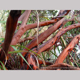 Shrubs ~ Arctostaphylos densiflora 'Lynne', Manzanita ~ Dancing Oaks Nursery and Gardens ~ Retail Nursery ~ Mail Order Nursery