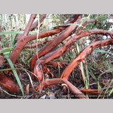 Shrubs ~ Arctostaphylos densiflora 'Lynne', Manzanita ~ Dancing Oaks Nursery and Gardens ~ Retail Nursery ~ Mail Order Nursery