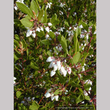 Shrubs ~ Arctostaphylos densiflora 'Lynne', Manzanita ~ Dancing Oaks Nursery and Gardens ~ Retail Nursery ~ Mail Order Nursery