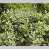 Shrubs ~ Arctostaphylos 'Tiller Azul' M25B, Manzanita ~ Dancing Oaks Nursery and Gardens ~ Retail Nursery ~ Mail Order Nursery