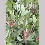 Shrubs ~ Arctostaphylos 'Tiller Azul' M25B, Manzanita ~ Dancing Oaks Nursery and Gardens ~ Retail Nursery ~ Mail Order Nursery