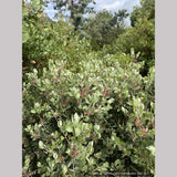 Shrubs ~ Arctostaphylos 'Tiller Azul' M25B, Manzanita ~ Dancing Oaks Nursery and Gardens ~ Retail Nursery ~ Mail Order Nursery