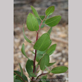 Shrubs ~ Arctostaphylos manzanita 'Upstanding', Common Manzanita ~ Dancing Oaks Nursery and Gardens ~ Retail Nursery ~ Mail Order Nursery