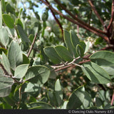 Shrubs ~ Arctostaphylos manzanita 'St. Helena', Manzanita ~ Dancing Oaks Nursery and Gardens ~ Retail Nursery ~ Mail Order Nursery