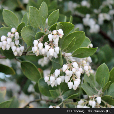 Shrubs ~ Arctostaphylos manzanita 'St. Helena', Common Manzanita ~ Dancing Oaks Nursery and Gardens ~ Retail Nursery ~ Mail Order Nursery
