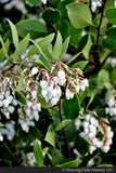 Shrubs ~ Arctostaphylos manzanita 'St. Helena', Manzanita ~ Dancing Oaks Nursery and Gardens ~ Retail Nursery ~ Mail Order Nursery