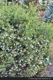 Shrubs ~ Arctostaphylos manzanita 'St. Helena', Manzanita ~ Dancing Oaks Nursery and Gardens ~ Retail Nursery ~ Mail Order Nursery