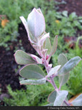 Shrubs ~ Arctostaphylos silvicola 'Ghostly', Santa Cruz Manzanita ~ Dancing Oaks Nursery and Gardens ~ Retail Nursery ~ Mail Order Nursery